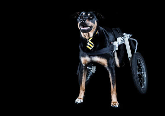 Черная собака счастлива в инвалидной коляске в студии Mannimal