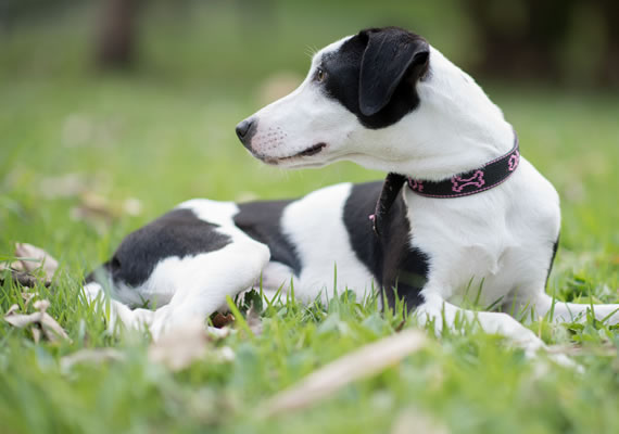 белая собака, лежащая на траве