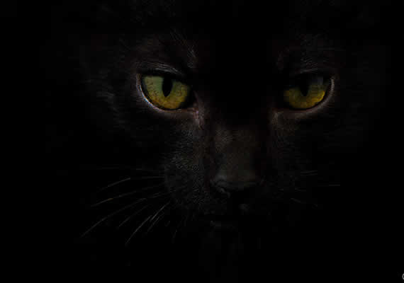 Пастухская собака по имени Макс