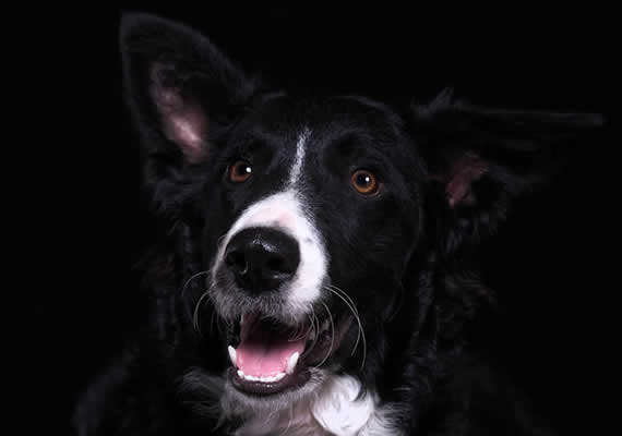 Пастухская собака по имени Макс