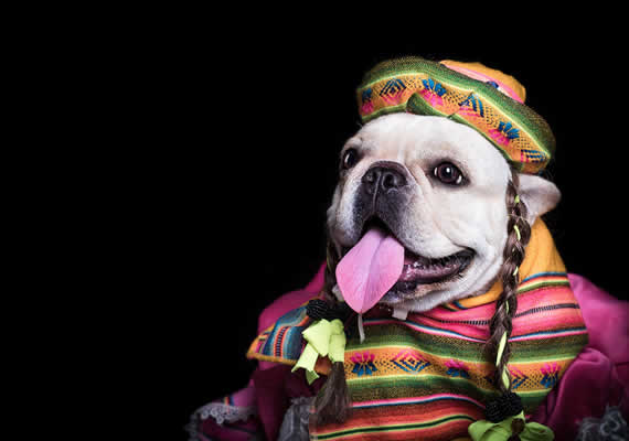 Пастухская собака по имени Макс