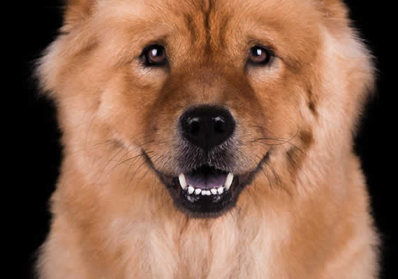 Chow Chow