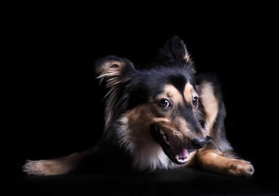 Пастухская собака по имени Макс