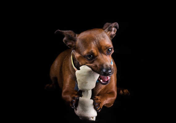 Пастухская собака по имени Макс