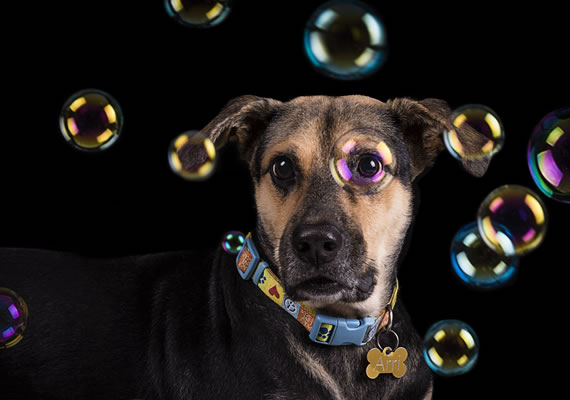 Cсимпатичная черная собака в Mannimal студия