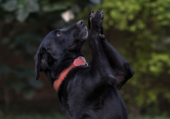 Лабрадор собака, сидящая на двух ногах