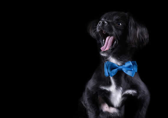 Пастухская собака по имени Макс