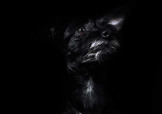 Little black dog Luna