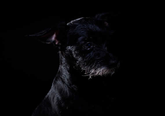 Little black dog Luna