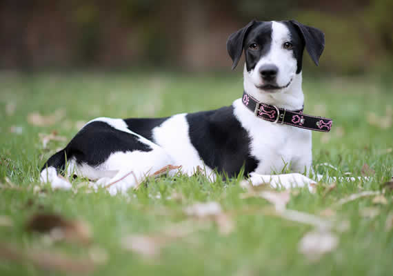 Лабрадор собака, сидящая на двух ногах