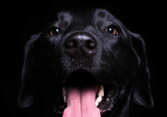 labrador dog photo session in Mannimal Photostudio 