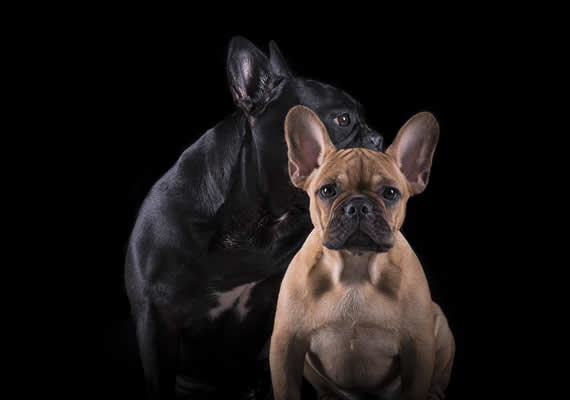 French Bulldog dog photo session in Mannimal Photostudio