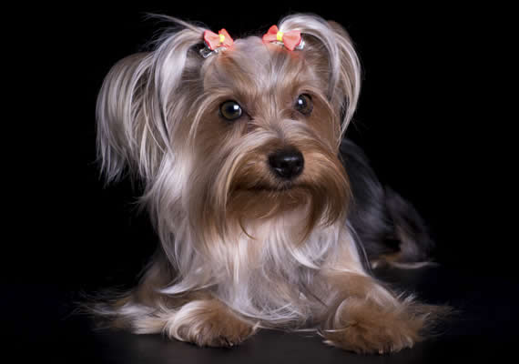 yorkie dog photo session in Mannimal Photostudio