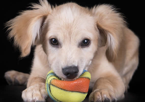 Puppy with ball