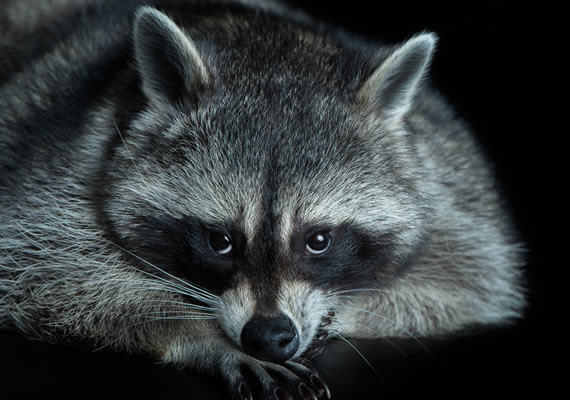 Енот по имени Моцарт