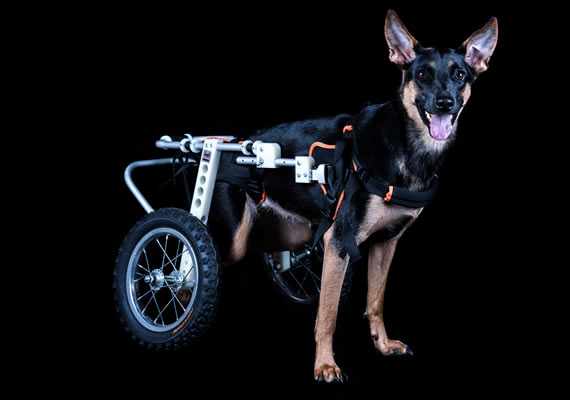 Черная собака счастлива в инвалидной коляске в студии Mannimal