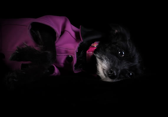 маленькая красивая черная собака в студии Mannimal