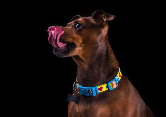 Пастухская собака по имени Макс