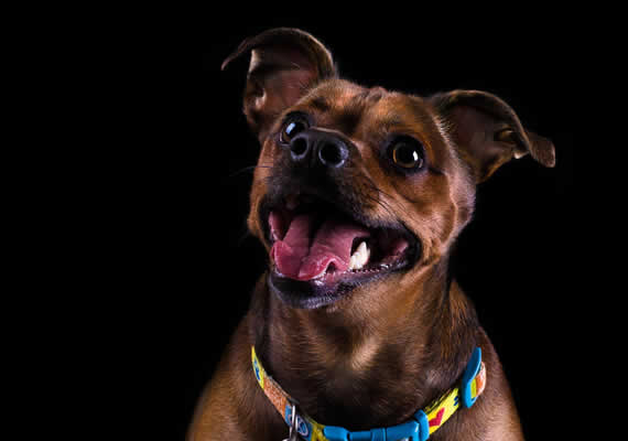 Пастухская собака по имени Макс