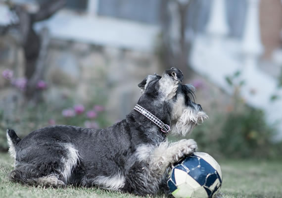 Шнауцерская собака играет в футбол