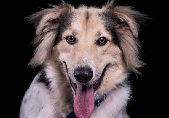 Пастухская собака по имени Макс