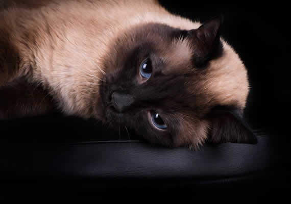 Siamese Cat
