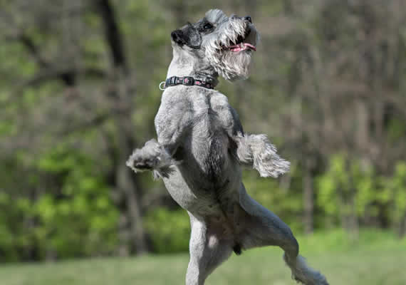 Шнауцерская собака играет в футбол