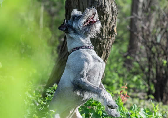 Шнауцерская собака играет в футбол