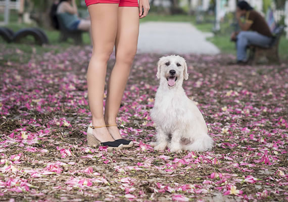 белая собака, лежащая на траве