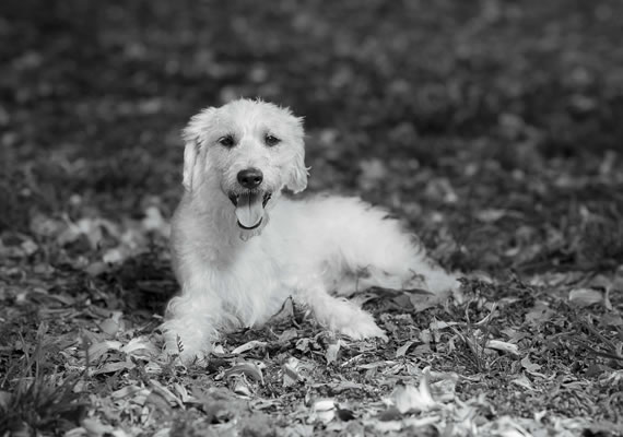 белая собака, лежащая на траве