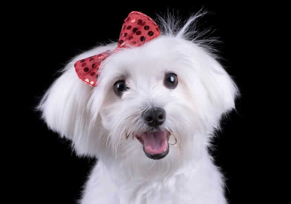 Пастухская собака по имени Макс