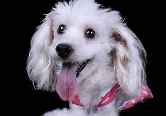 Пастухская собака по имени Макс