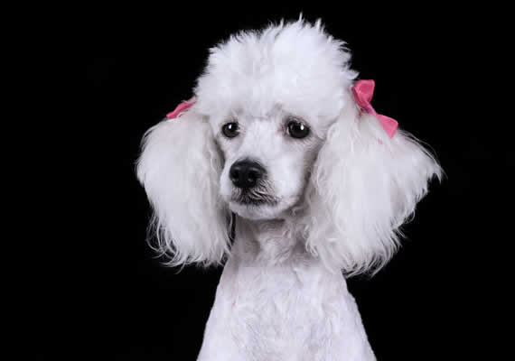 white-poodle