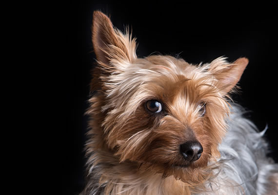 Йоркская собака по имени Луна