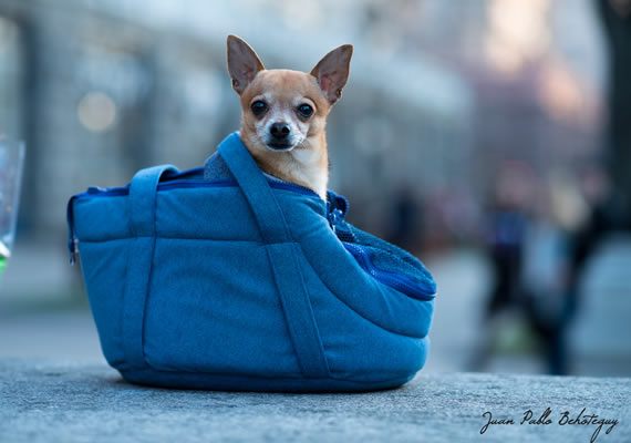 Behoteguy Photo Art  Chiguagua inside a bag