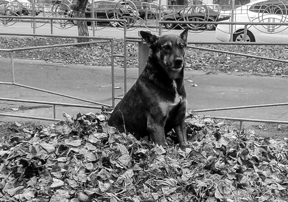 Behoteguy Photo Art  Urban photos in Kiev Ukraine street dog