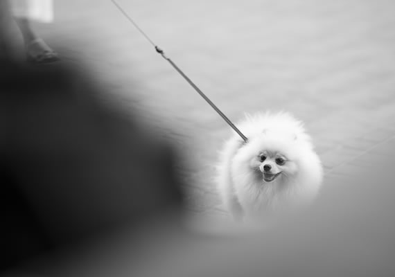 Behoteguy Photo Art  Urban photos in Kiev Ukraine little cute dog