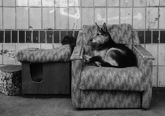 Behoteguy Photo Art  Urban photos in Kiev Ukraine street dog laying at sofa